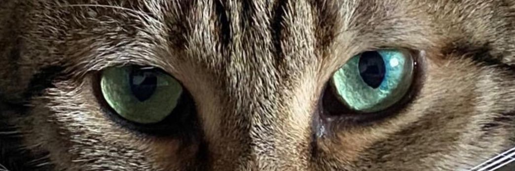 ettoreoj's profile banner image