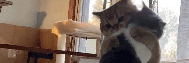yayayamaea's profile banner image