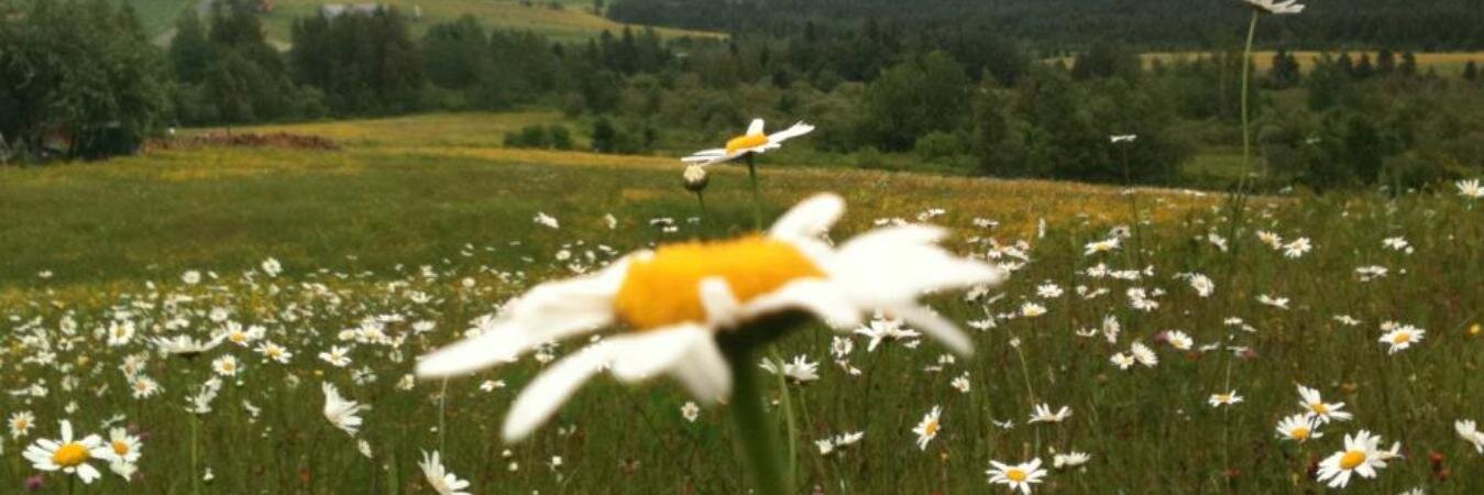 MarieTurgeon's profile banner image