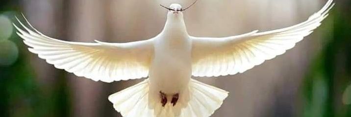 Halimakhatib1's profile banner image