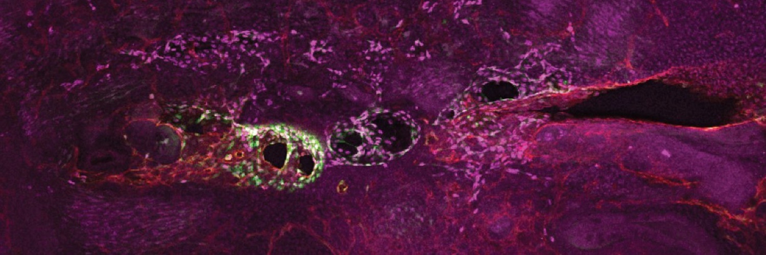 Vascular Signaling And Sensing Lab's banner