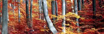 bnikbakhtt's profile banner image