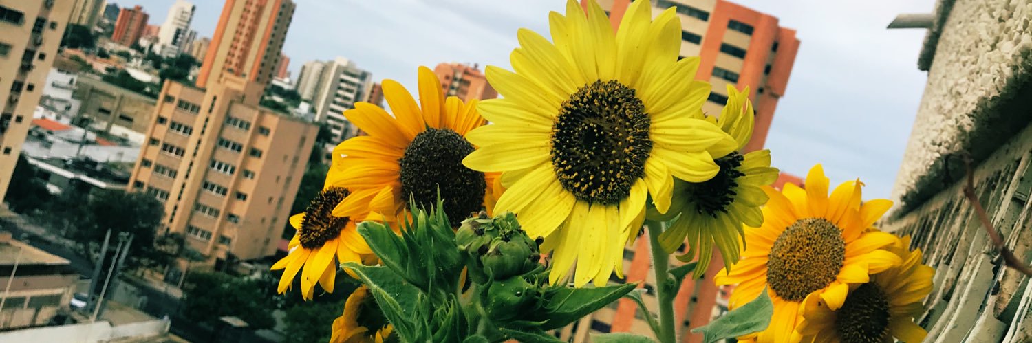 annlopezb's profile banner image