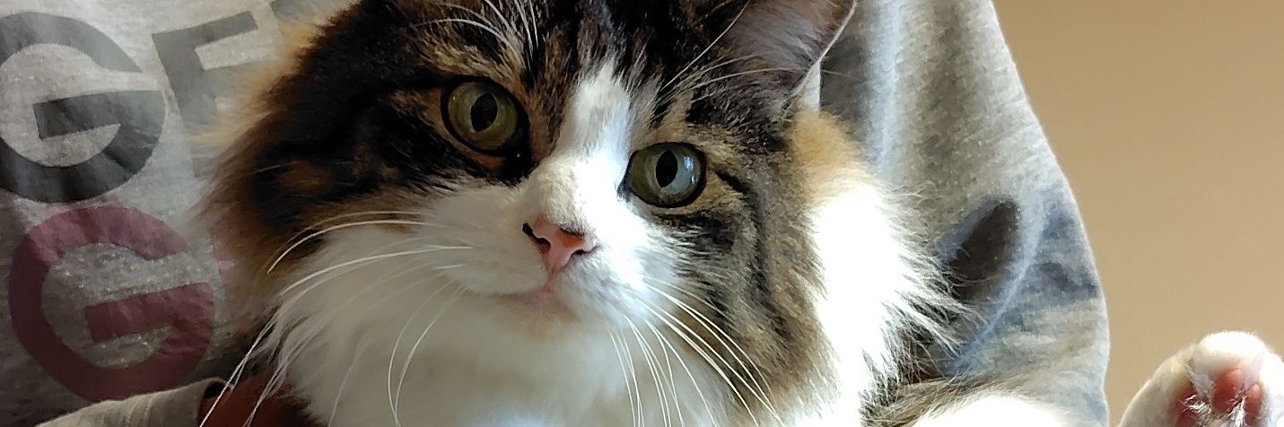 クロサト🐈(´Д｀)🍥 banner