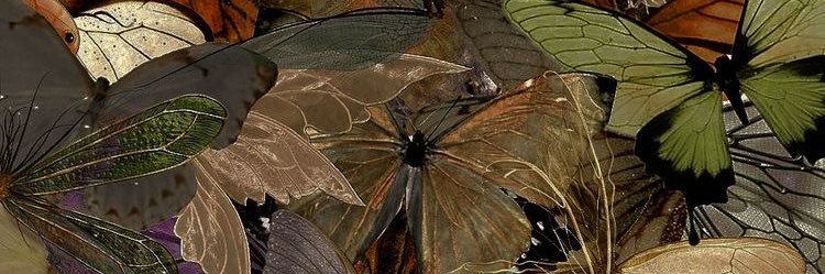 iiis333a's profile banner image