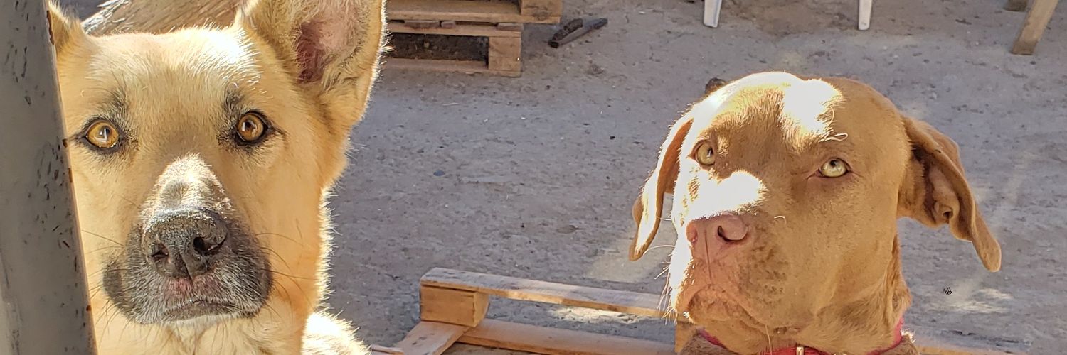 FannyCjsNewells's profile banner image