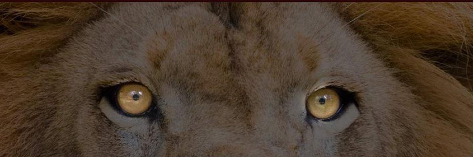 TreyPinkelton's profile banner image