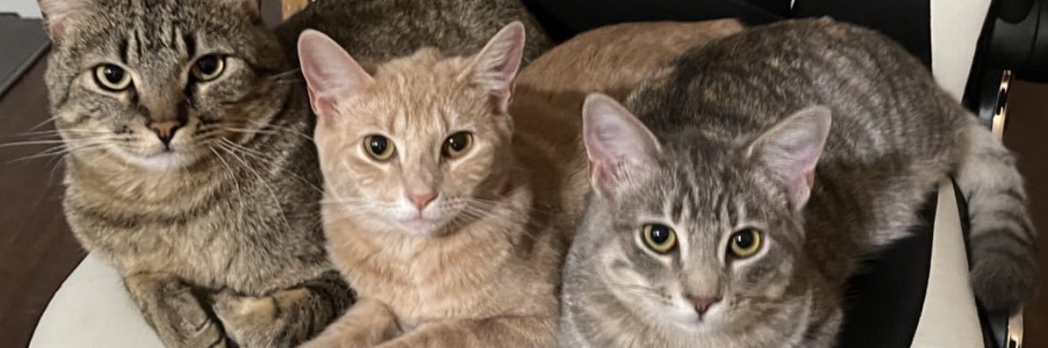 _____kittyXO's profile banner image