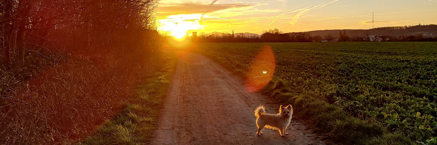 parkeroni's profile banner image
