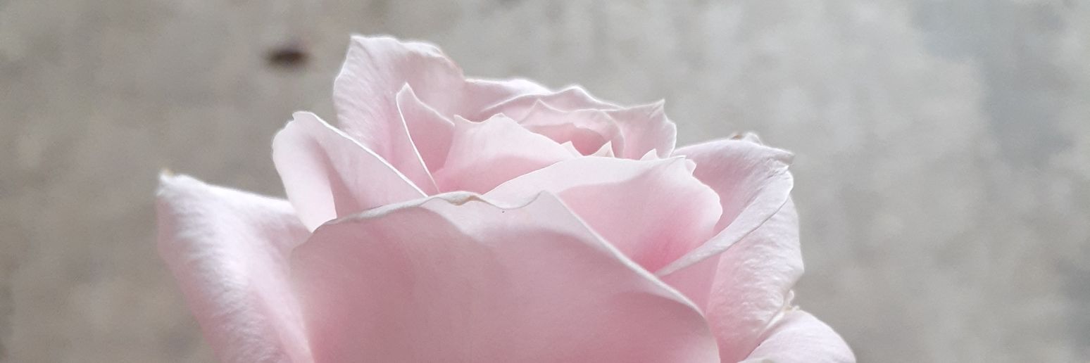 roy_marbun1's profile banner image