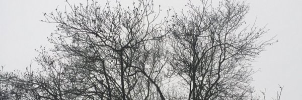 AnnaCanning_ Profile Banner