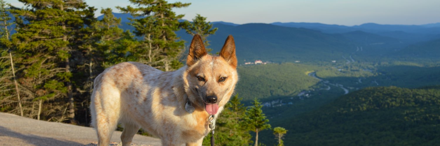 a_nem's profile banner image
