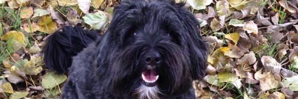 MFrancooy Profile Banner