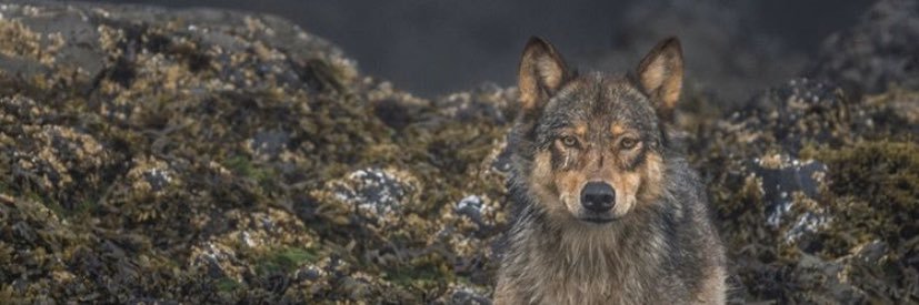 diego_posti's profile banner image