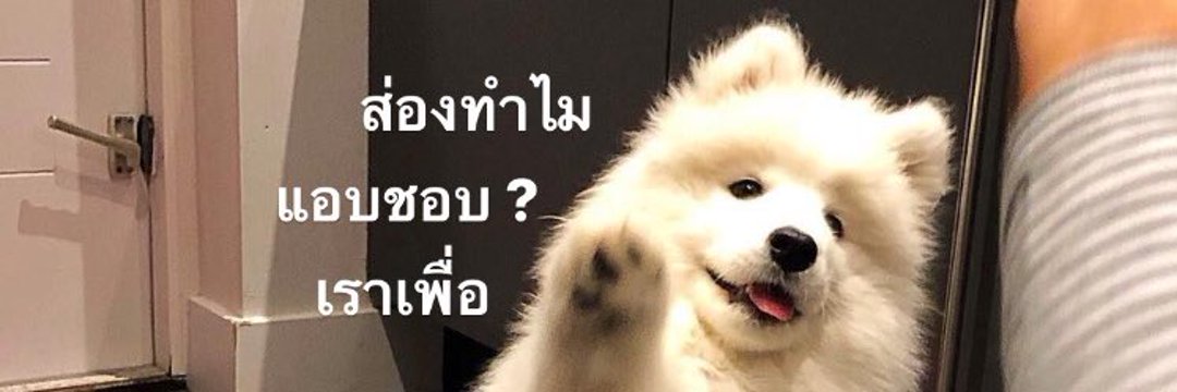 ₍ᐢ..ᐢ₎♡̷​ banner