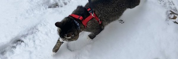 CokeZeroCat Profile Banner