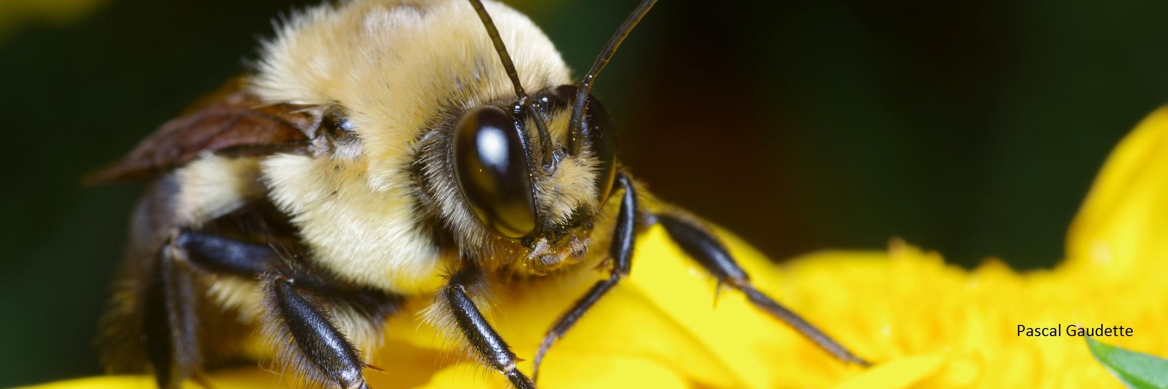 London's Pollinators banner