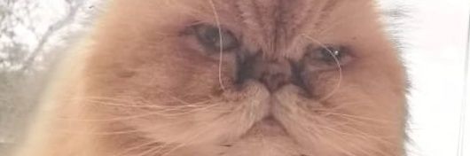 anfeliace's profile banner image