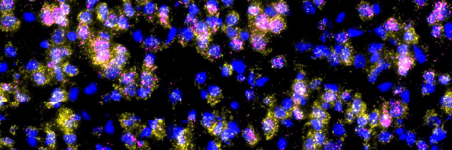 Kadam Lab banner
