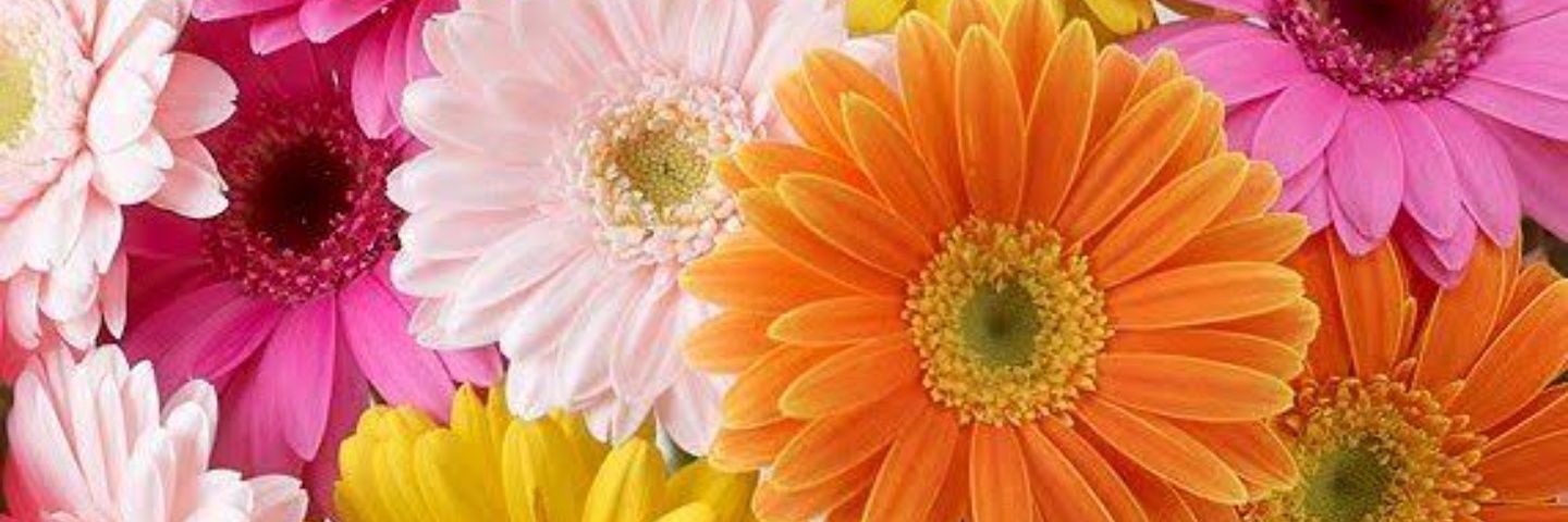 pomejun835's profile banner image
