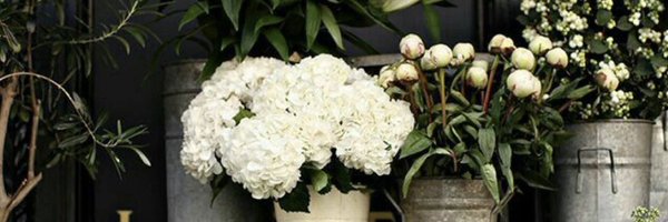 hellotorifletch Profile Banner