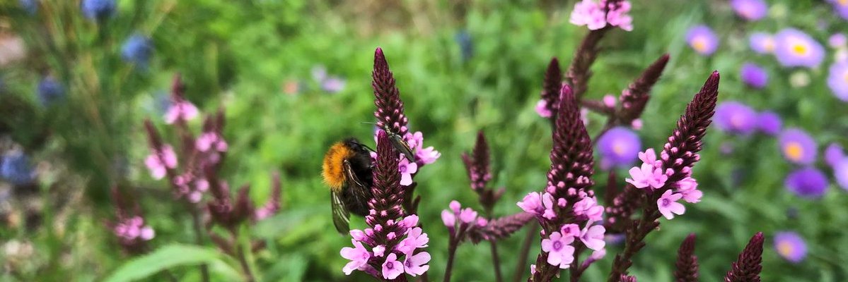 Esther van der Meer banner