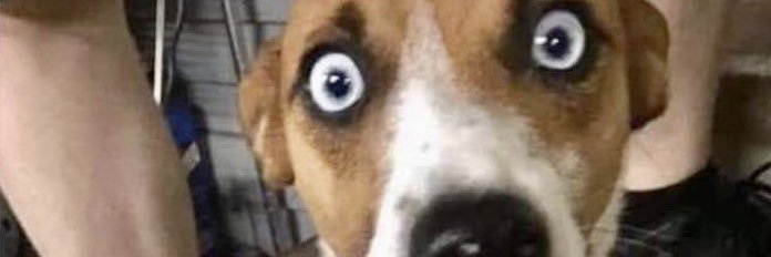 firecogone 🇨🇦 banner