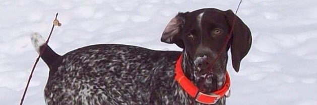 1gundog's profile banner image