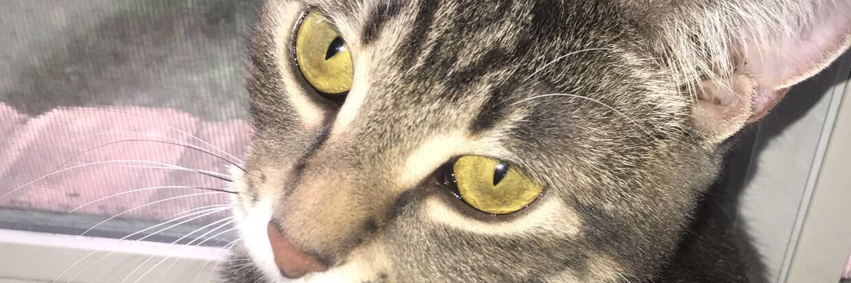 princessdombaby's profile banner image