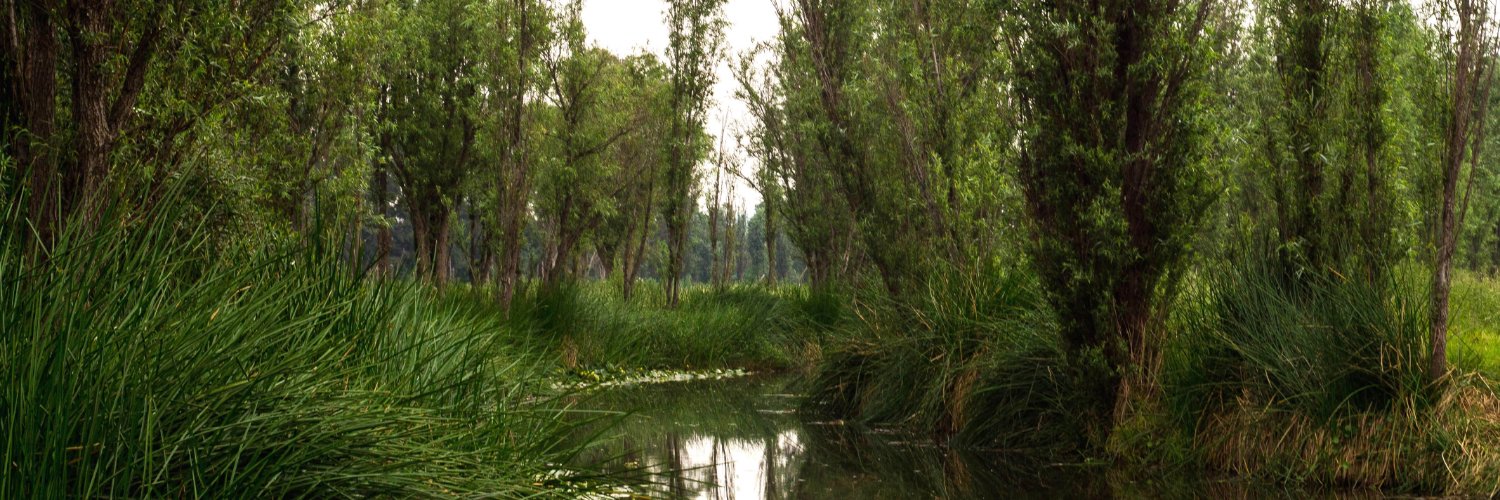 Lis Camacho 🌿 banner