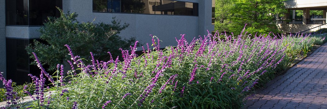 UTSW Gastro Hepatology Fellowship banner