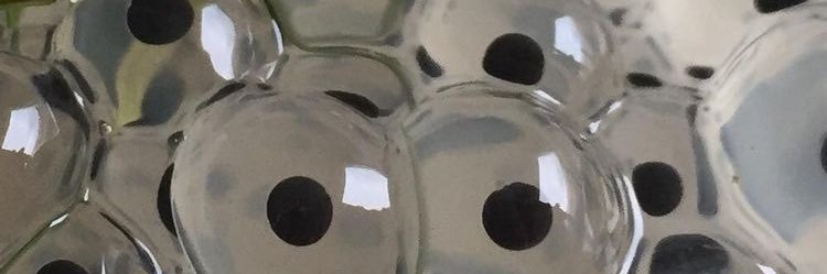 maja banner