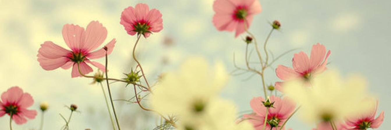Gheisser's profile banner image