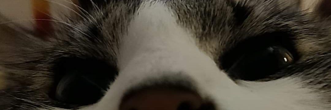 Ptitrix banner