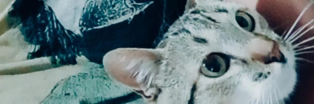nayin's profile banner image