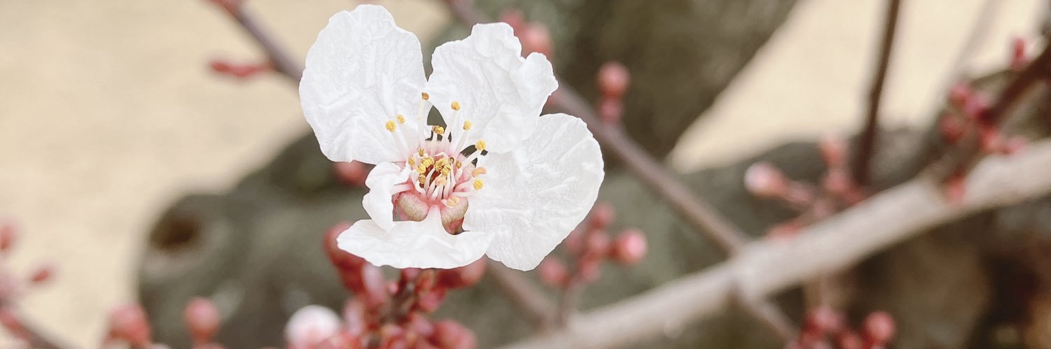 たかやあくす banner