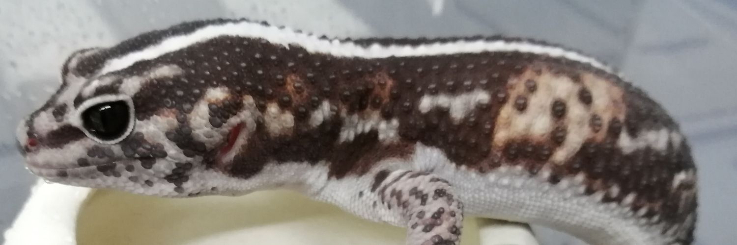 Dynastes_Farm's profile banner image