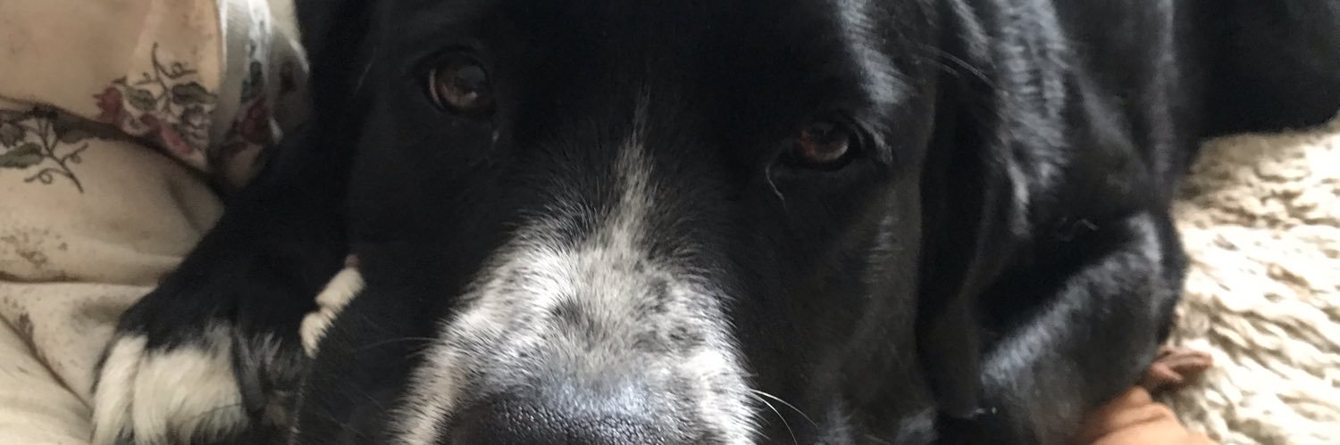 malamutek's profile banner image