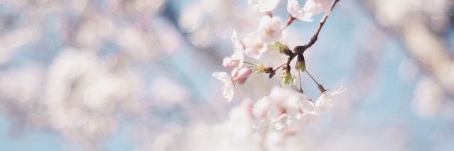 kaori banner