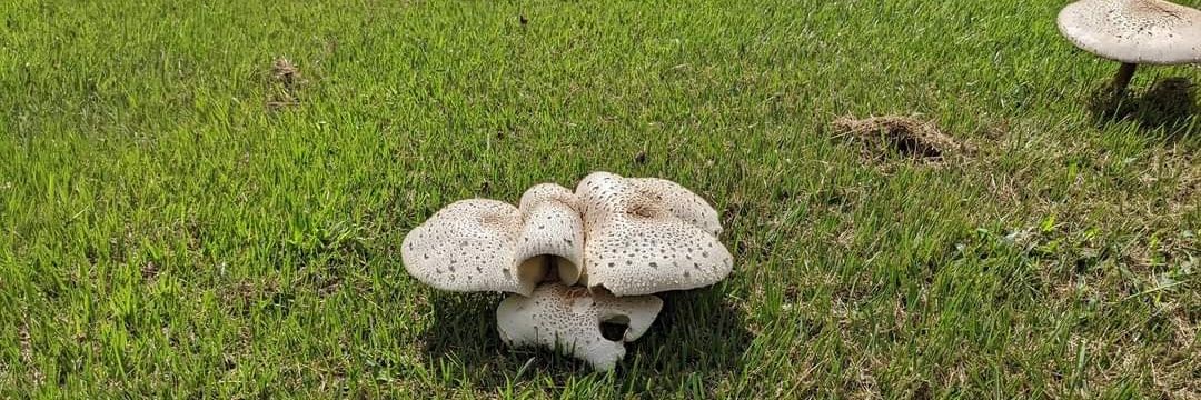 Status aka Pewlander banner