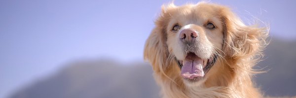 fuentesilva Profile Banner