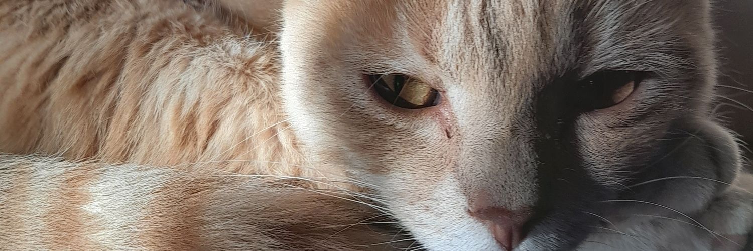 isaa_fu's profile banner image
