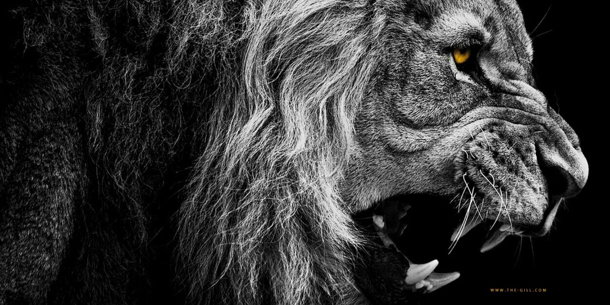 dahnish's profile banner image