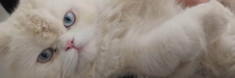 friskypp's profile banner image