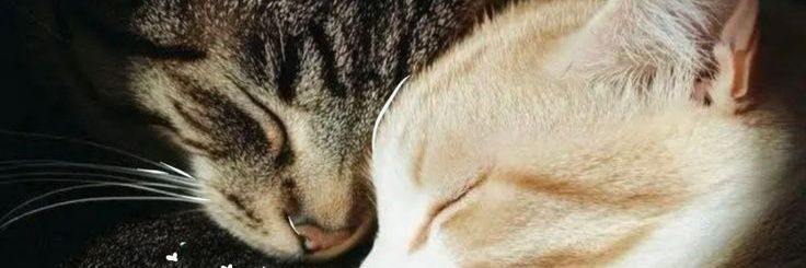 IscoMecho's profile banner image