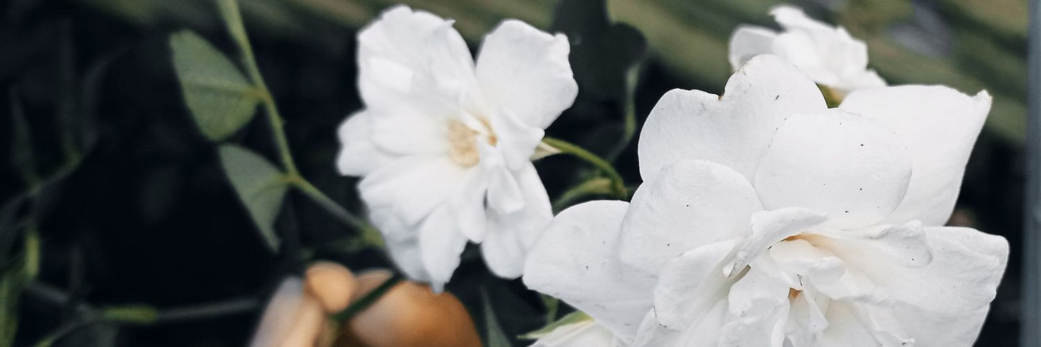 HKatherineC's profile banner image