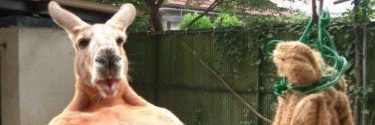 PunchKangaroo's profile banner image