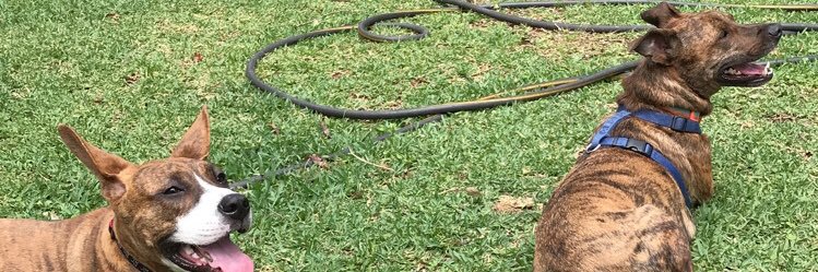 Matthew Bruce banner