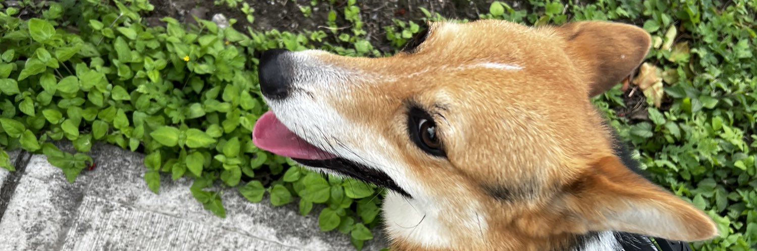 ppaaach's profile banner image
