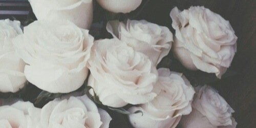 Halucilenante's profile banner image